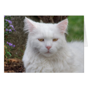 Seriös vit katt hälsningskort