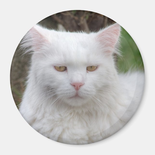 Seriös vit katt magnet (Framsidan)
