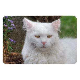 Seriös vit katt magnet
