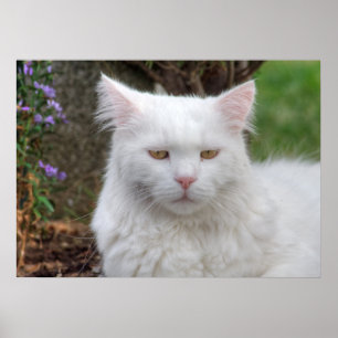 Seriös vit katt poster