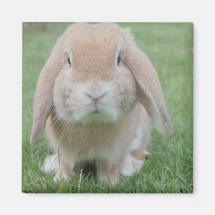 Seriöst bunnyfoto magnet