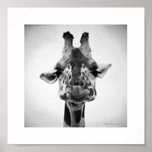 Serious Giraffe Black and White Photography Poster