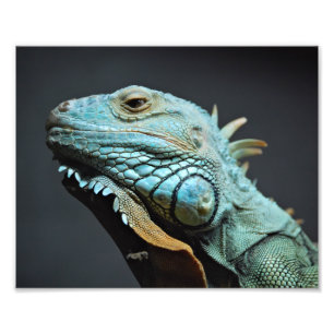 Serious Iguana Porträtt Fototryck