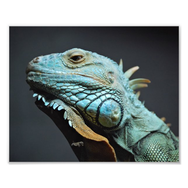 Serious Iguana Porträtt Fototryck (Framsidan)