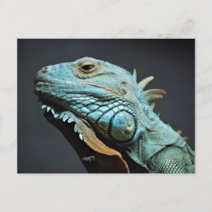 Serious Iguana Porträtt Vykort