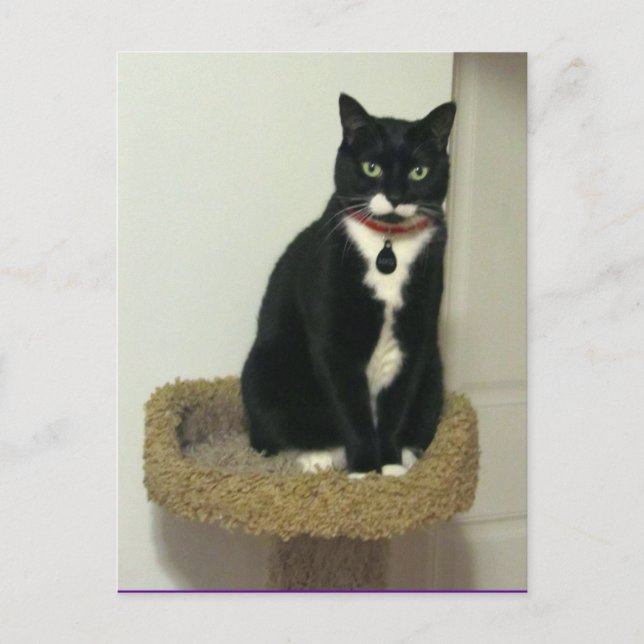 Serious Lucy Vykort (Framsida)