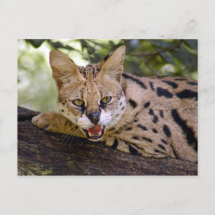 serval 013 vykort