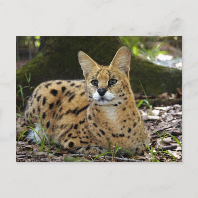 serval 015 vykort (Framsida)