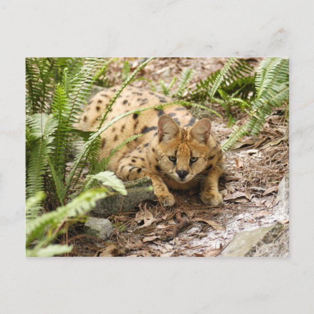 serval 019 vykort (Framsida)