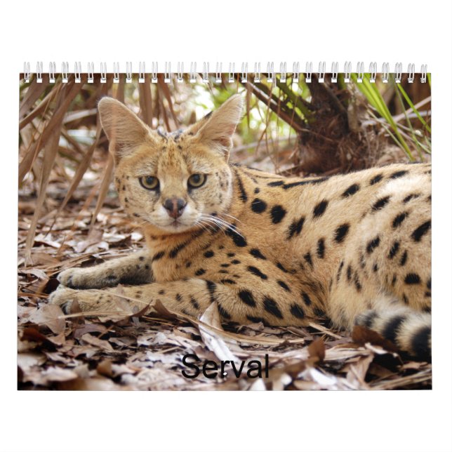 serval 025, Serval Kalender (Omslag)