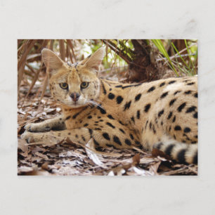 serval 025 vykort
