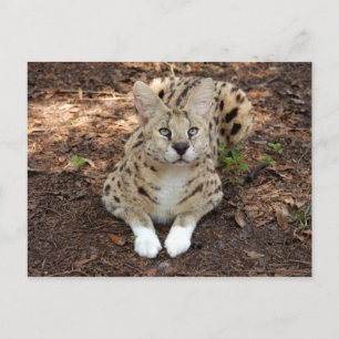 serval 028 vykort