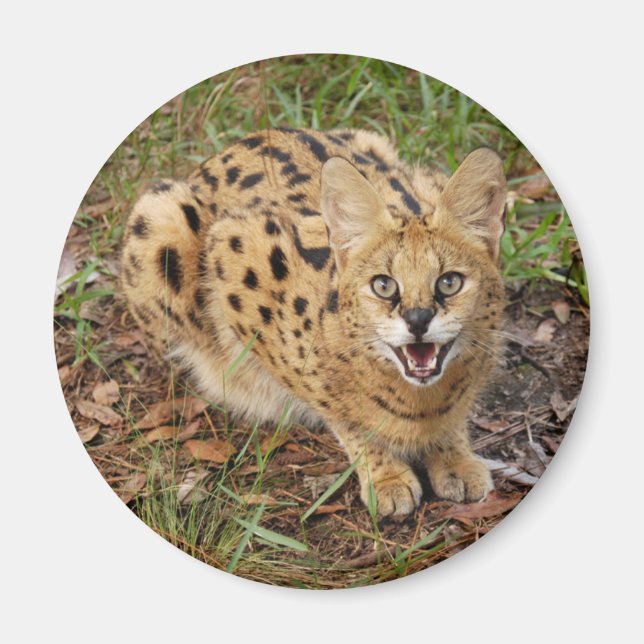 serval 044 magnet (Framsidan)