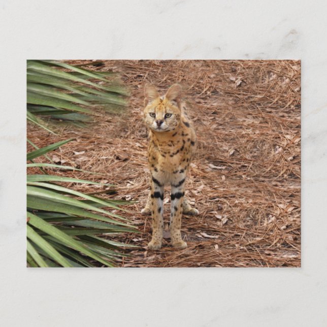 serval 046 vykort (Framsida)