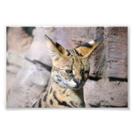 Serval Cat Fototryck