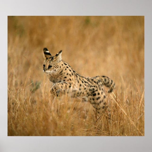 Serval-jumpning (Leptailurus Serval) Poster (Framsidan)