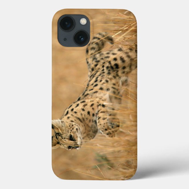 Serval (Leptailurus serval) hoppar (Baksida)