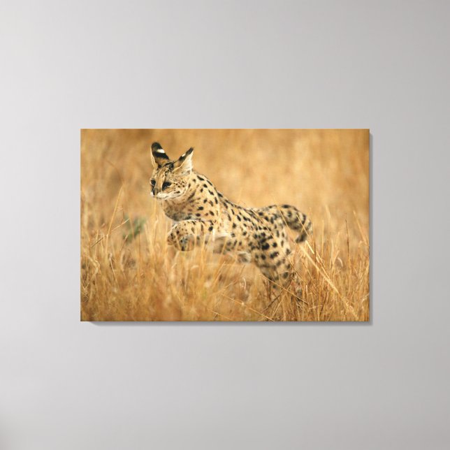 Serval (Leptailurus Serval) hoppar Canvastryck (Framsida)
