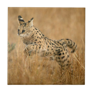 Serval (Leptailurus Serval) hoppar Kakelplatta