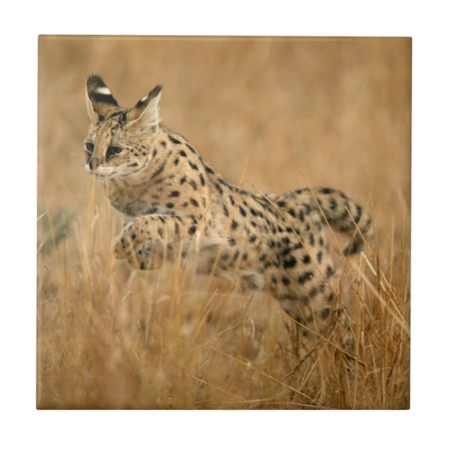 Serval (Leptailurus Serval) hoppar Kakelplatta (Framsidan)