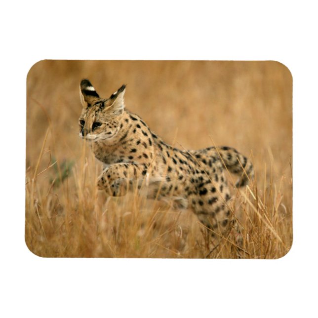 Serval (Leptailurus serval) hoppar Magnet (Horisontell)
