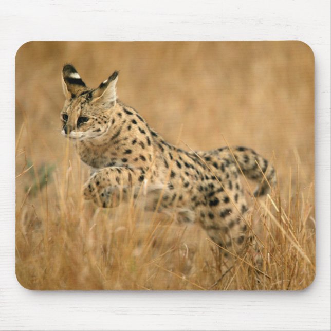 Serval (Leptailurus Serval) hoppar Musmatta (Framsidan)