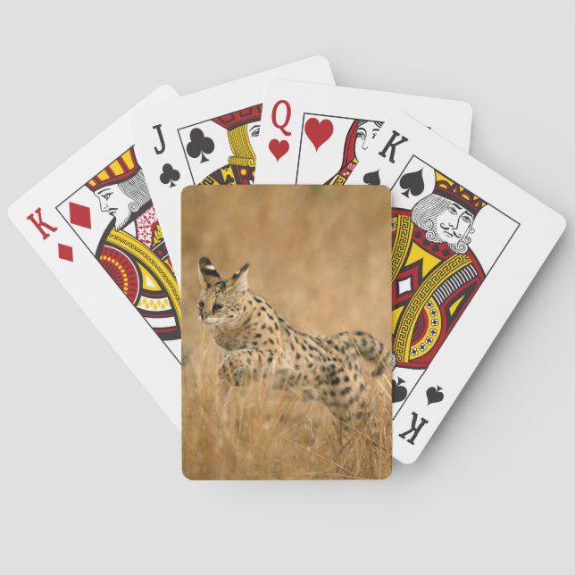 Serval (Leptailurus Serval) hoppar Spel Kort (Baksidan)