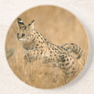 Serval (Leptailurus Serval) hoppar Underlägg Sandsten