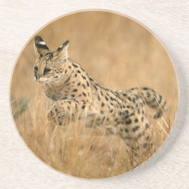 Serval (Leptailurus Serval) hoppar Underlägg Sandsten (Framsidan)