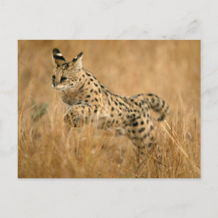 Serval (Leptailurus serval) hoppar Vykort