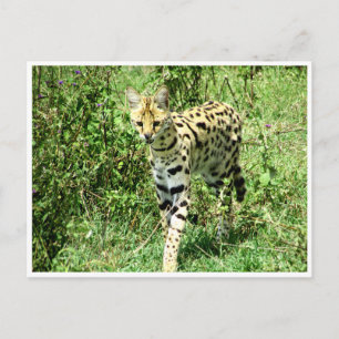 serval vykort