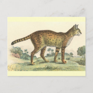 Serval Vykort