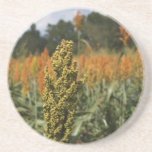 Servergruppsserie - Sorghum Fält - Underlägg Sandsten