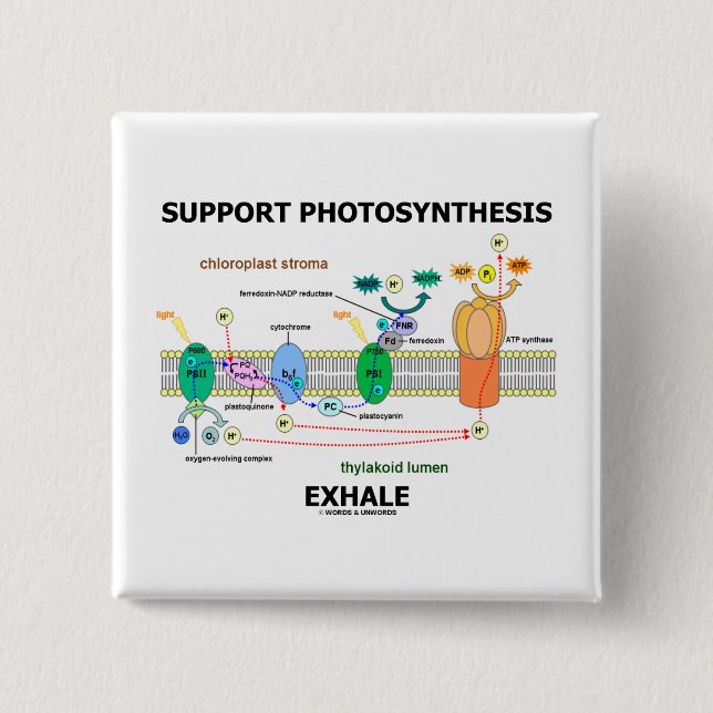 ServicePhotosynthesis utandas (Biochemistryhumorn) Knapp (Framsida)