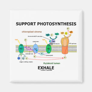 ServicePhotosynthesis utandas (Biochemistryhumorn) Magnet