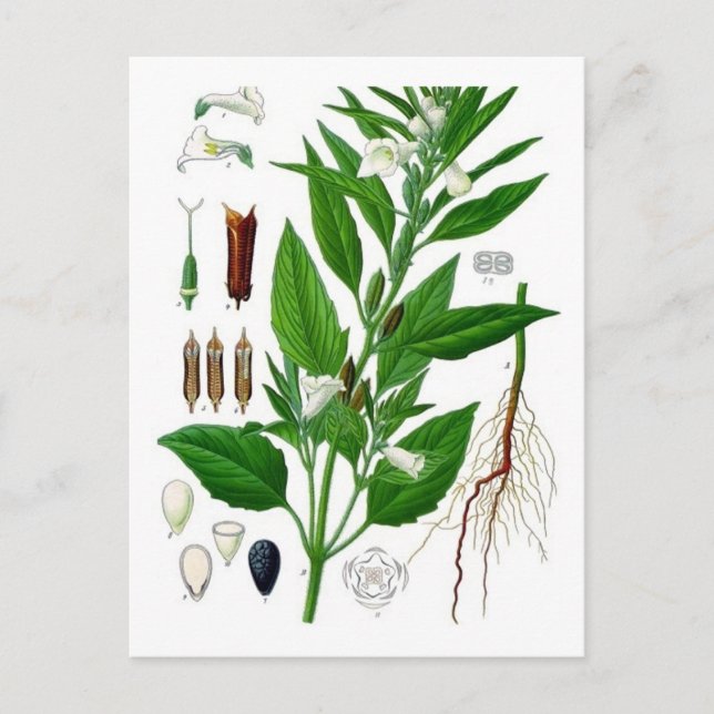 Sesame Vykort (Framsida)