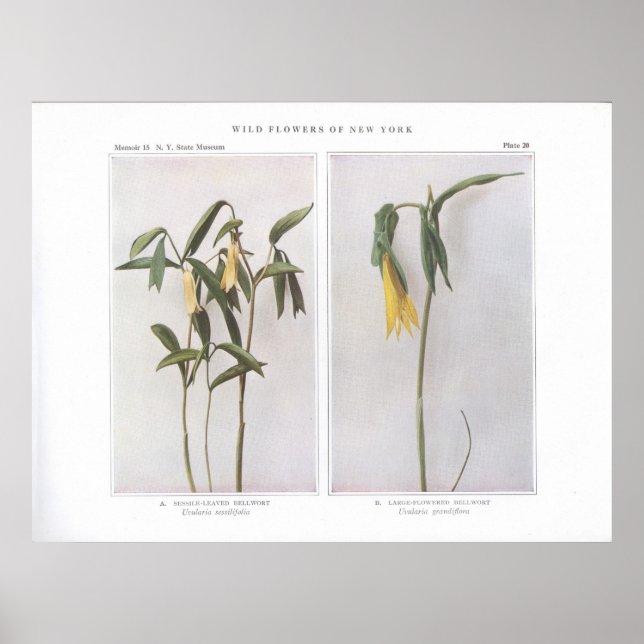 Sessile-Leaved Bellwort - Uvularia sessilifolia Poster (Framsidan)