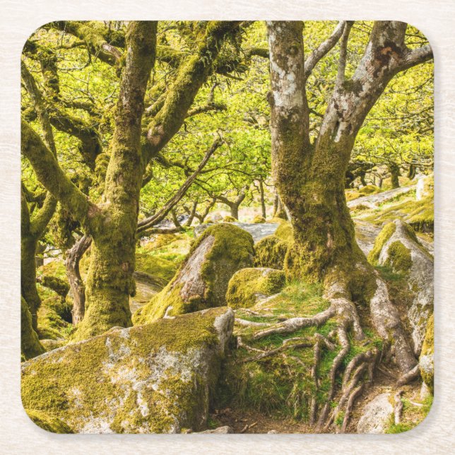 Sessile oaks and moss in Wistman's Wood Underlägg Papper Kvadrat (Framsidan)