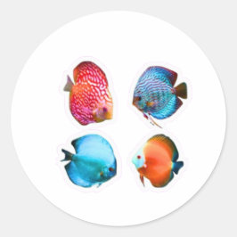 Set med 4 livfulla Discus-fiskdekaler - Tropisk Fr Runt Klistermärke