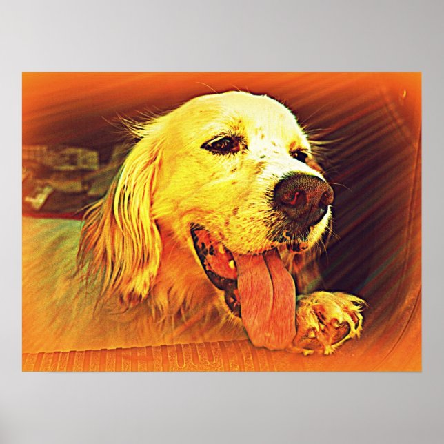 Setter Hunting Hund för engelska Poster (Framsidan)