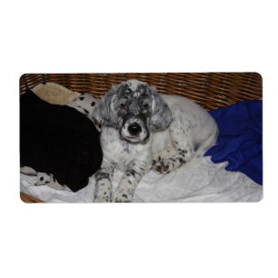 Setter Puppy, engelska Fraktsedel