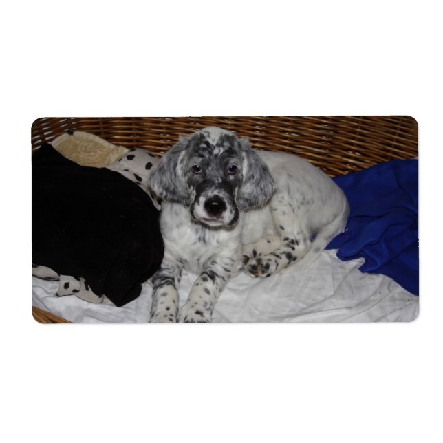 Setter Puppy, engelska Fraktsedel (Framsidan)