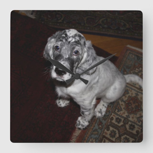 Setter Puppy, engelska Fyrkantig Klocka (Framsida)