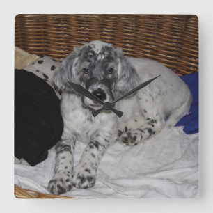 Setter Puppy, engelska Fyrkantig Klocka