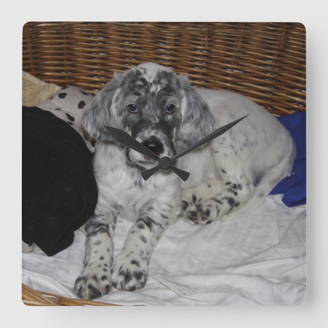 Setter Puppy, engelska Fyrkantig Klocka (Framsida)