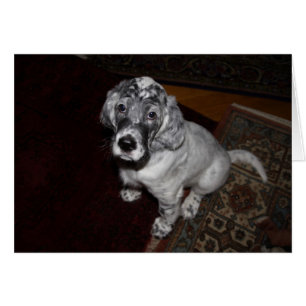 Setter Puppy, engelska Hälsningskort