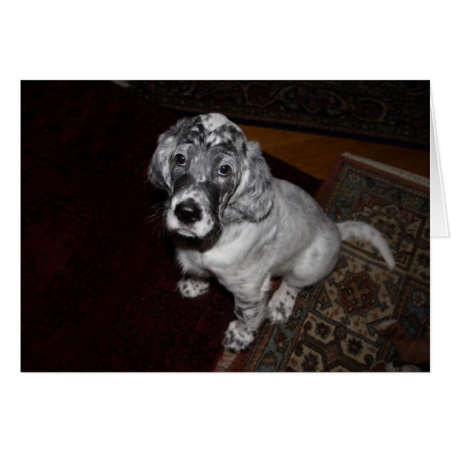 Setter Puppy, engelska Hälsningskort (Framsidan Horizontal)
