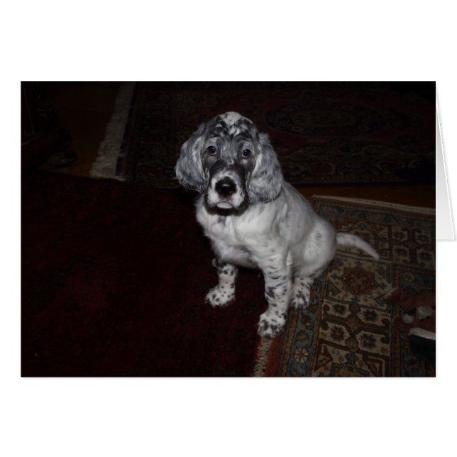 Setter Puppy, engelska Hälsningskort (Framsidan Horizontal)