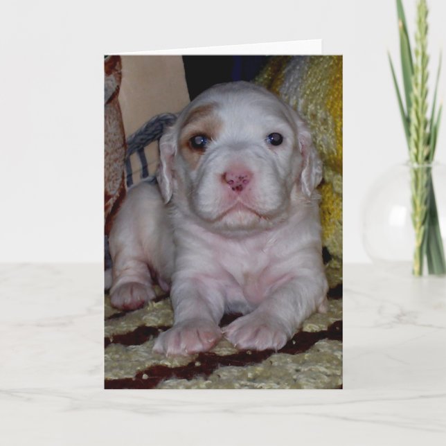 Setter Puppy, engelska Kort (Framsida)