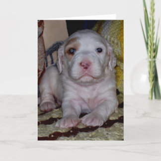Setter Puppy, engelska Kort
